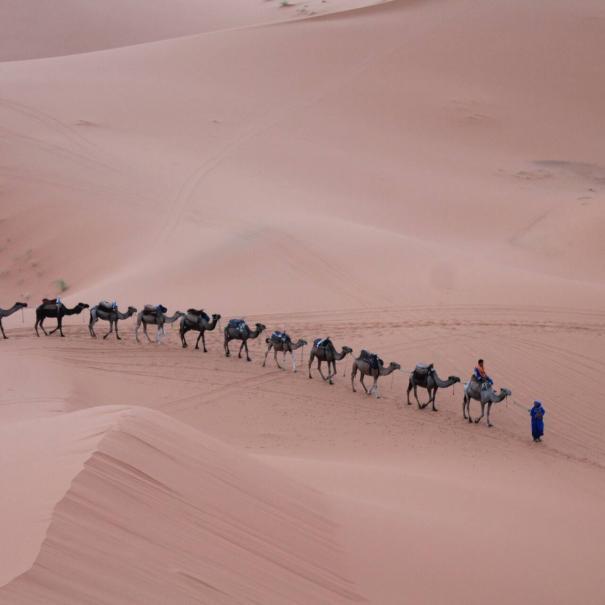 El paseo en camello en Marruecos Merzouga, es lo mejor que experimentará con nuestro tour de 12 dias desde Casablanca