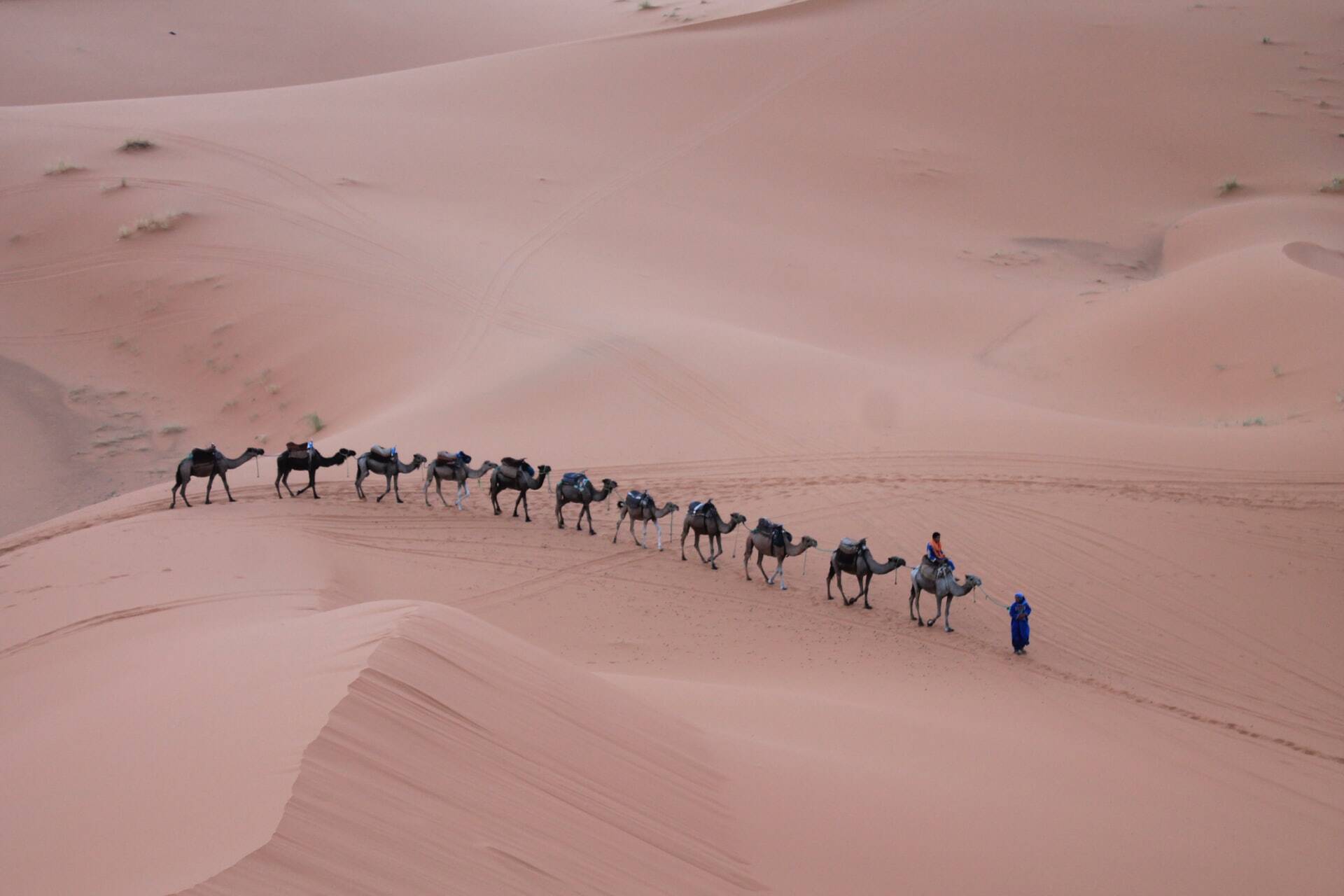 El paseo en camello en Marruecos Merzouga, es lo mejor que experimentará con nuestro tour de 12 dias desde Casablanca