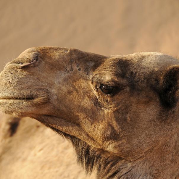 el dromadario en el desierto del Sáhara de Marruecos Merzouga, que se monta en él con nuestro tour de 4 dias desde Marrakech