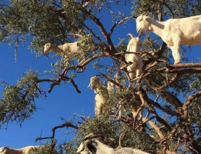 Cabras en los árboles de argán en Marruecos photo