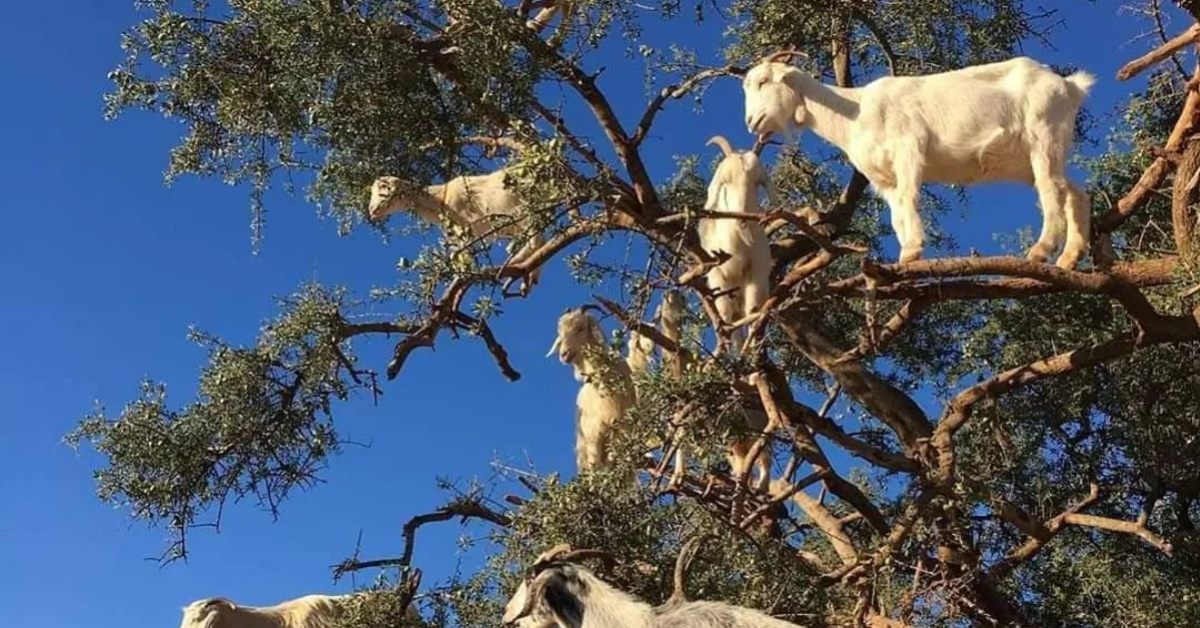 Cabras en los árboles de argán en Marruecos photo