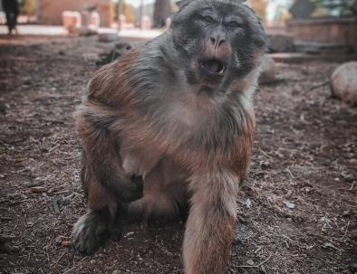Monkeys at cedar forest, an attraction to see with our 2 days desert tour from Fes to Merzouga Sahara