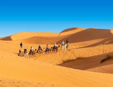 Camel trekking in the Sahara desert of Morocco, will do it in our 4 days desert tour from Marrakech to Merzouga