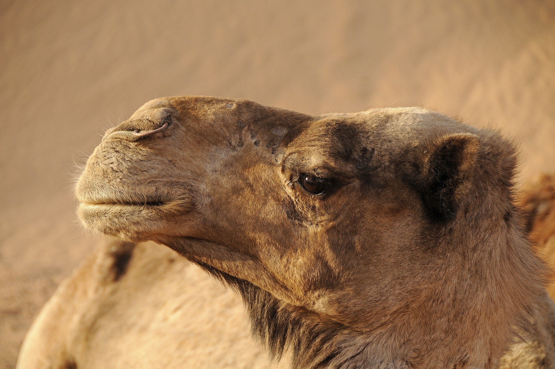 Camels in the Sahara desert of Merzouga, they will be your transportation in our 4 days Marrakech to Merzouga tour