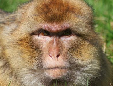 the monkeys in Azrou, one of the best things you will see during our 6 days tour in Morocco itinerary