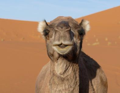 Agadir desert tour, 4 days to the Sahara of Merzouga