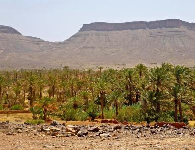 desert-palm-tree