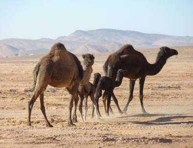 3 days tour from Agadir to Merzouga desert
