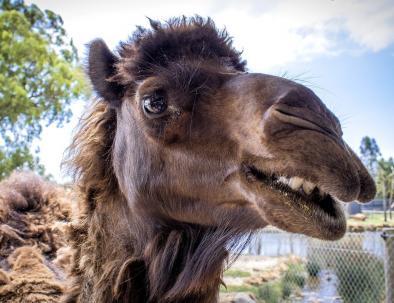 Marrakech desert tours 5 days