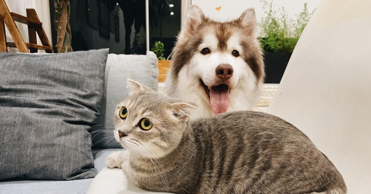 the best moroccan cats and dogs