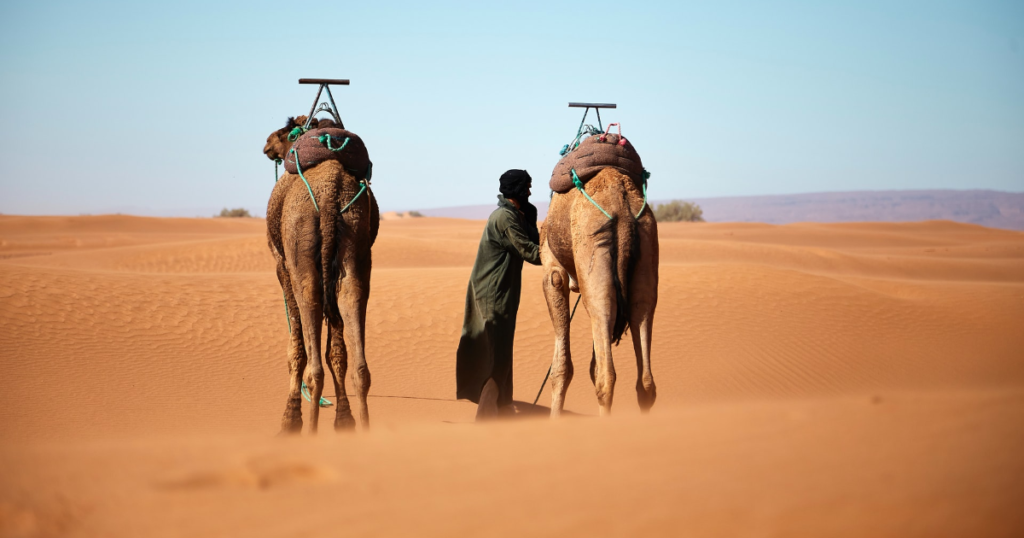 Taking care of the camels is a fact that makes them live in Morocco