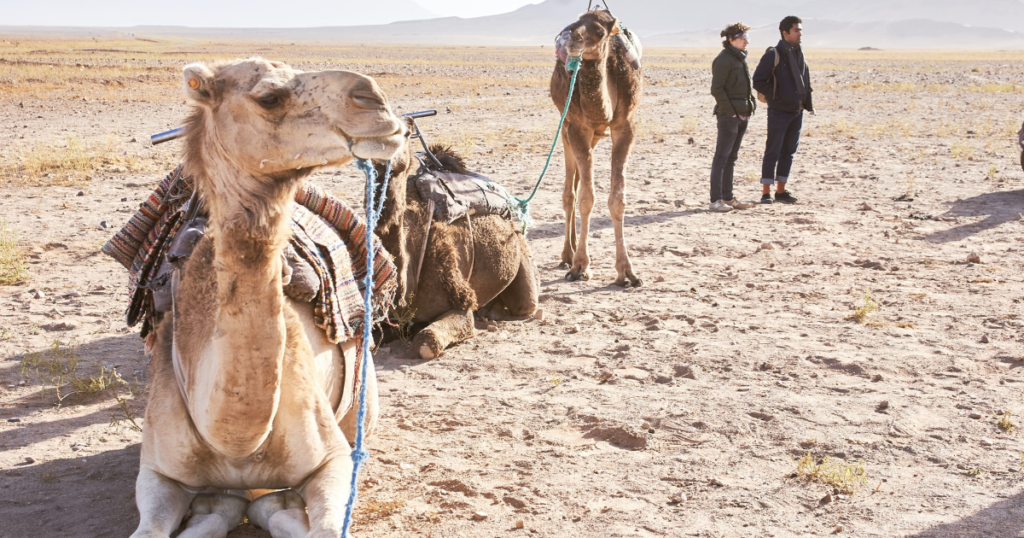 Camel facts in Morocco