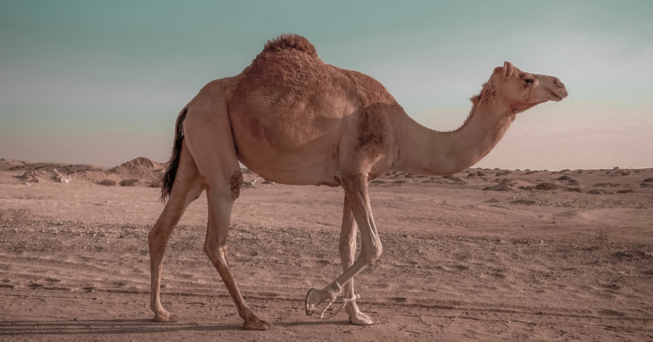Facts on Camel in the sahara desert of Morocco